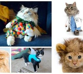 Top 10 Clever Cat Costumes