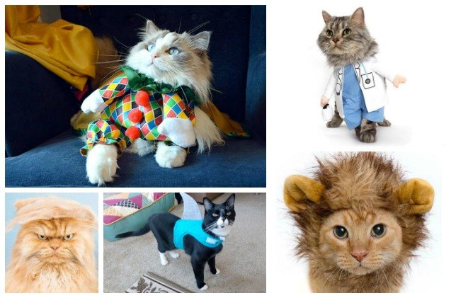 top 10 clever cat costumes
