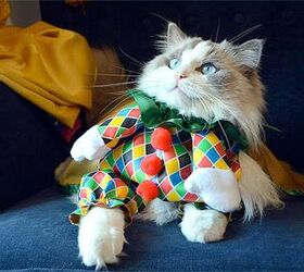 Top 10 Clever Cat Costumes PetGuide