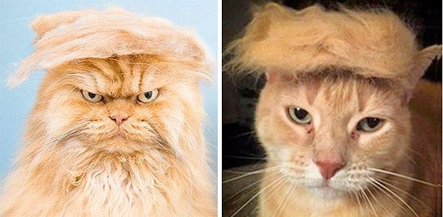 top 10 clever cat costumes