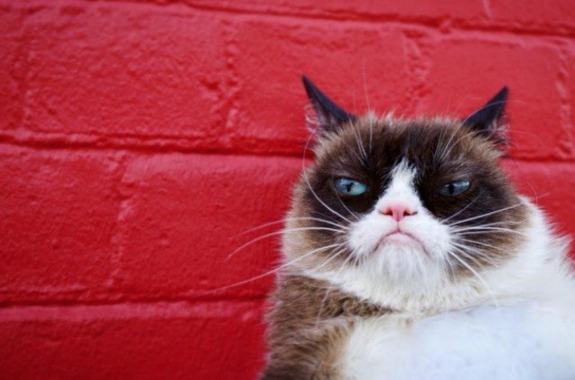 grumpy cat 8217 s worst ever honor as she tops forbes best pet influencers list