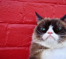 grumpy cats worst ever honor as she tops forbes best pet influencer