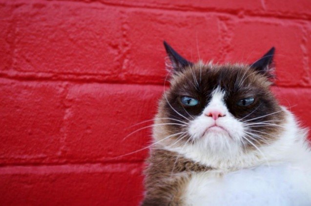 Grumpy Pus Grumpy Cat’s Worst Ever Honor As She Tops Forbes Best Pet Influencer ...