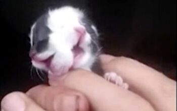 Two-Faced ‘Janus Cat’ Shown Mewing From Both Mouths [Video]