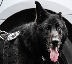 Military Working Dog Receives Hero’s Send Off As He’s Laid To Rest