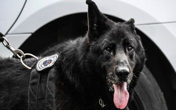 Military Working Dog Receives Hero’s Send Off As He’s Laid To Rest