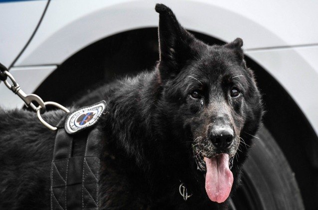 military working dog receives heros send off as hes laid to rest