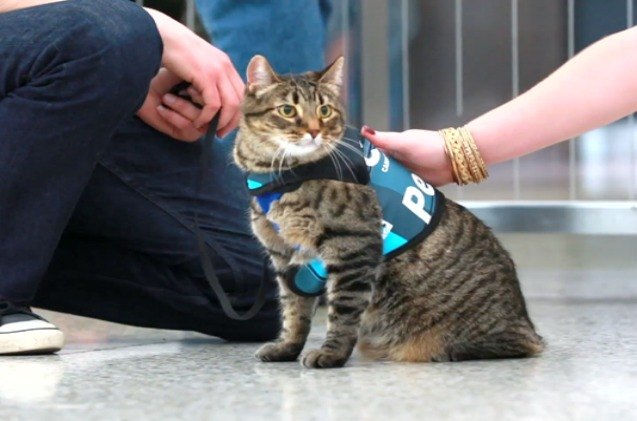 cunning cat infiltrates airport 8217 s canine therapy program video