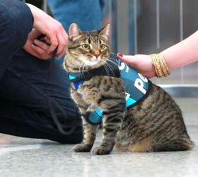 cunning cat infiltrates airports canine therapy program video