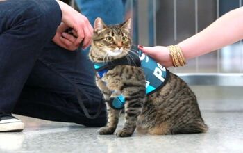 Cunning Cat Infiltrates Airport’s Canine Therapy Program [Video]