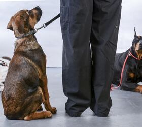 7 gifts for people who love dog training