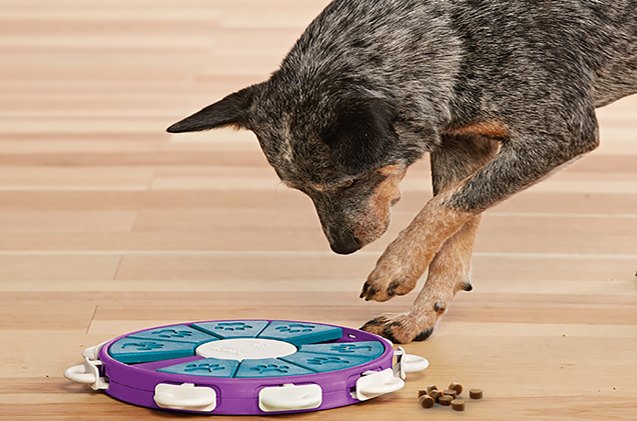 will work for food turn your dog 8217 s mealtime into game time