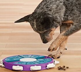 will work for food turn your dogs mealtime into game time