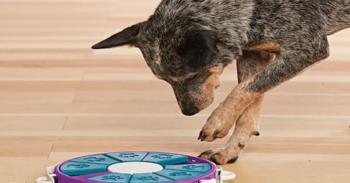 Will Work For Food: Turn Your Dog's Mealtime Into Game Time