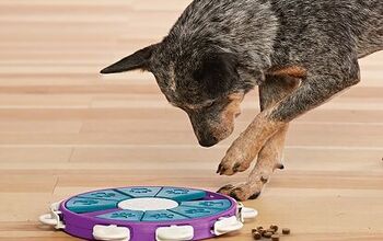 Will Work For Food: Turn Your Dog’s Mealtime Into Game Time