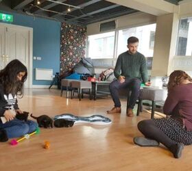 Dublin’s First Ever Cat Lounge Lets The Kittens Out Of The Bag PetGuide