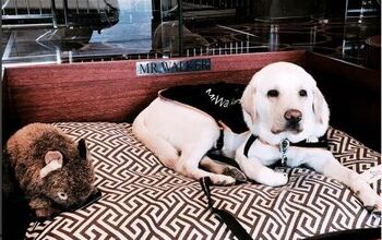 Australian Hotel’s First Canine Ambassador Welcomes Guests With Some