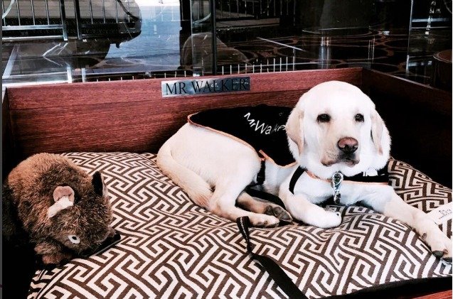 australian hotels first canine ambassador welcomes guests with some