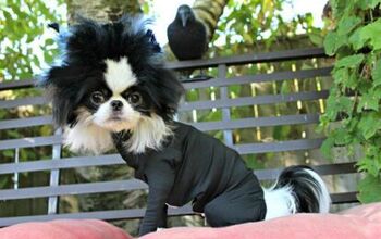 5 DIY Ways to Turn Your Shed Defender Into a Dog Halloween Costume