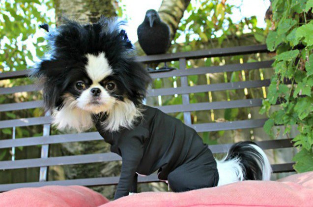 5 diy ways to turn your shed defender into a dog halloween costume