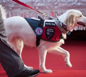 States Cracking Down on the Use of ‘Fake’ Service Dogs