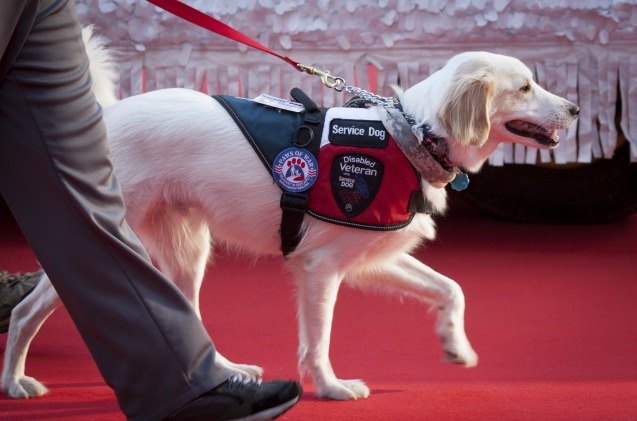 states cracking down on the use of fake service dogs