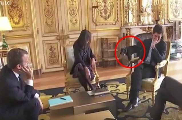 french presidents dog accused of palace leaks and its hilarious