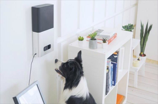 petcube developing artificial intelligence to help read your dog 8217 s mind