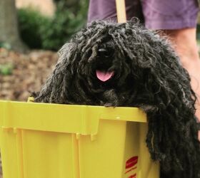 halloween parades main attraction is squeaky clean puli costume