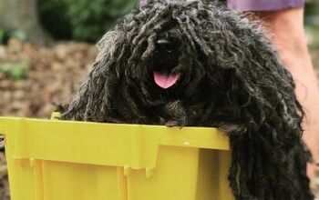 Halloween Parade’s Main Attraction is Squeaky Clean Puli Costume