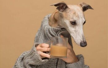 Unfortunate Name For a Dog Coffee ‘Perks’ Our Interest [Video]