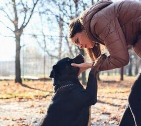 Study: Your Dog’s Experiences Let Him Know If You Are a Good Human