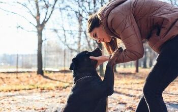 Study: Your Dog’s Experiences Let Him Know If You Are a Good Human