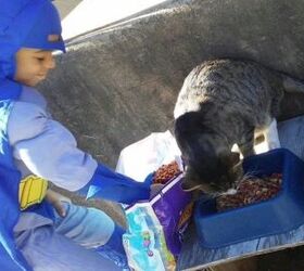 catman saves the day for feral kitties in his neighborhood