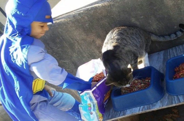catman saves the day for feral kitties in his neighborhood