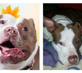 Adoptable Pet Of The Week – Maia | Petguide