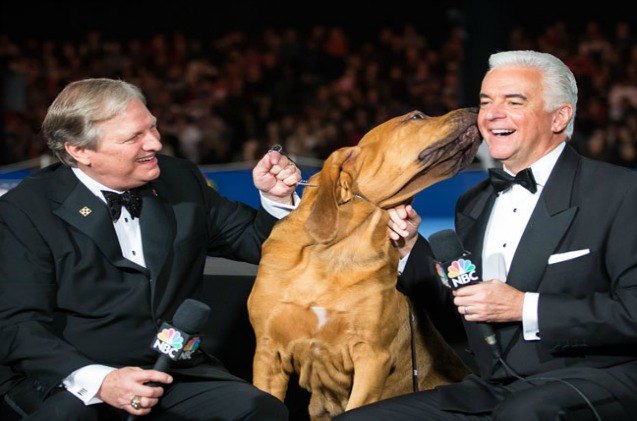 purina 8217 s national dog show helps hurricane victims this thanksgiving