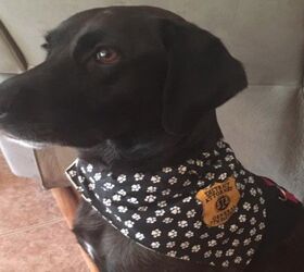 service dog dropout finds new career path in district attorneys off