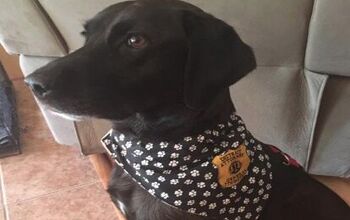 Service Dog Dropout Finds New Career Path in District Attorney’s Off