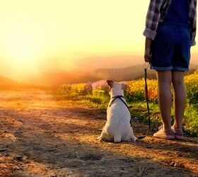 3 Amazing Children’s Books That Help With Pet Loss PetGuide