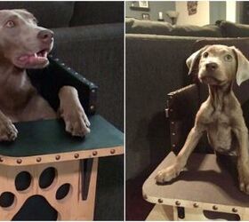 Dog With Digestive Problems Dines in “High Chair” Style