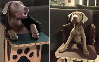 Dog With Digestive Problems Dines in “High Chair” Style