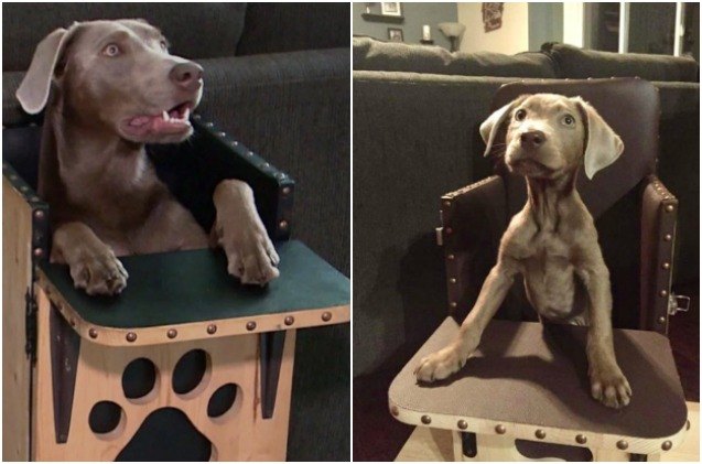dog with digestive problems dines in high chair style