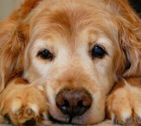 study dogs immune systems leave them vulnerable as they age