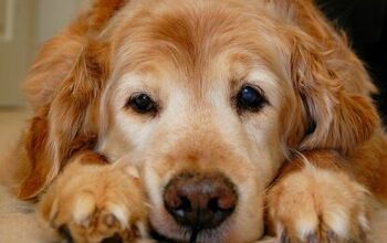 Study: Dogs’ Immune Systems Leave Them Vulnerable As They Age