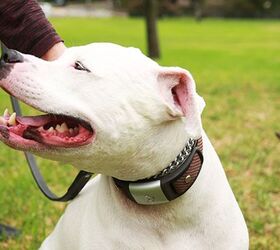 This Incredible Kickstarter Smart Collar Tracks Your Dog’s Health
