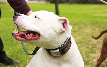This Incredible Kickstarter Smart Collar Tracks Your Dog’s Health