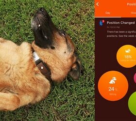 this incredible kickstarter smart collar tracks your dogs health