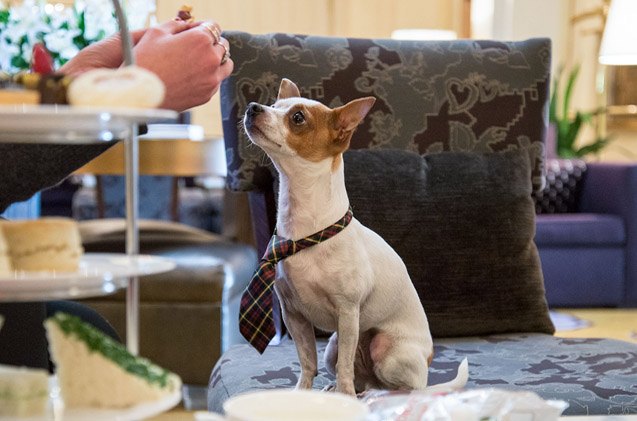 share a cuppa with your pet at hotel deluxe 8217 s tea service