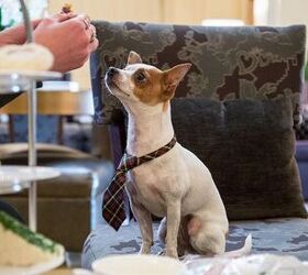 Share A Cuppa With Your Pet at Hotel DeLuxe’s Tea Service